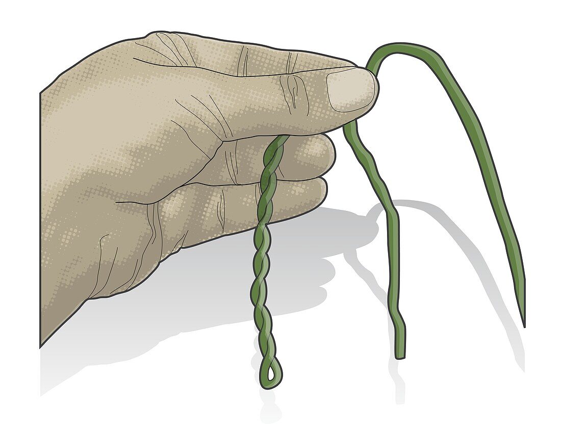 Making twisted natural cordage, illustration