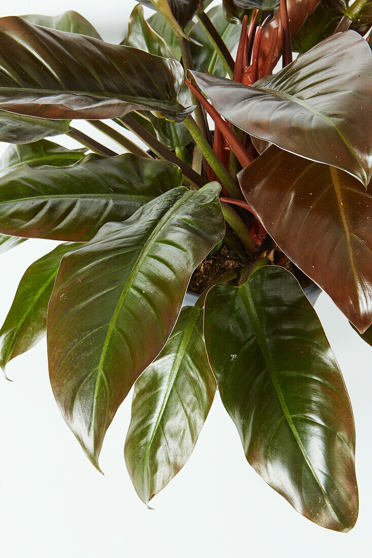 Philodendron erubescens plant