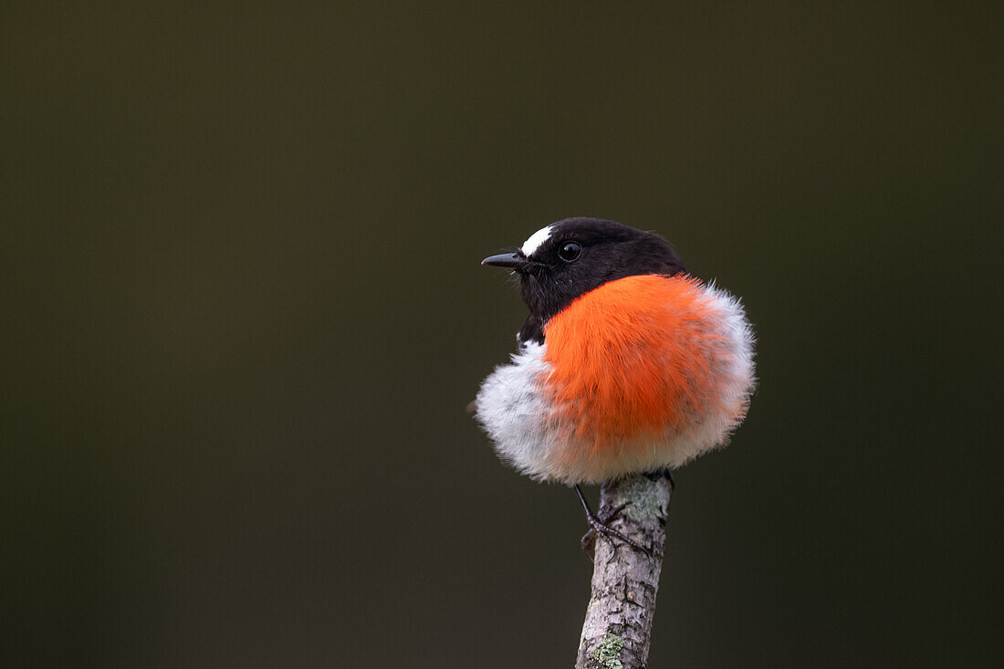 Male scarlet robin