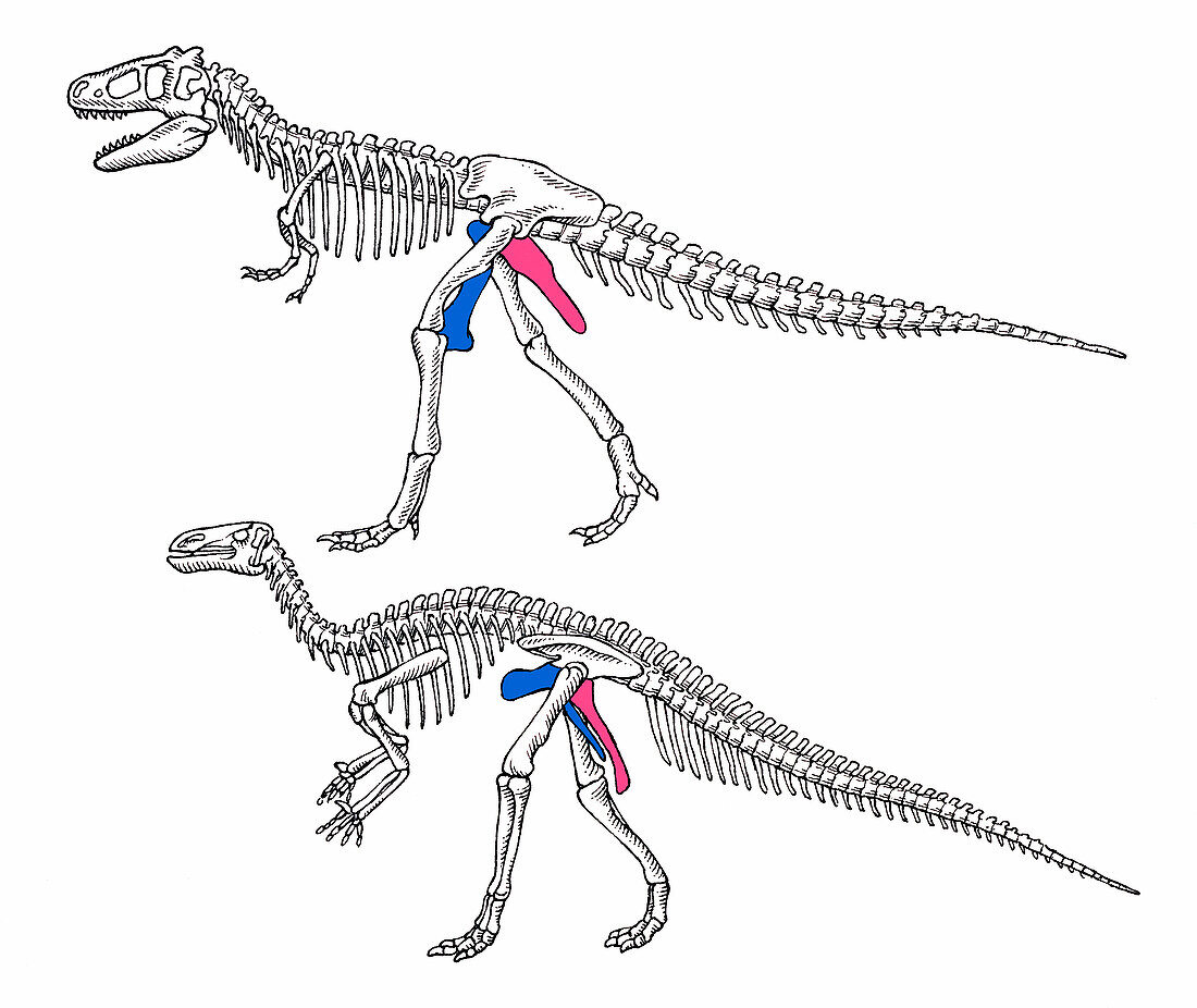 Tyrannosaurus rex and Iguanodon skeletons, illustration