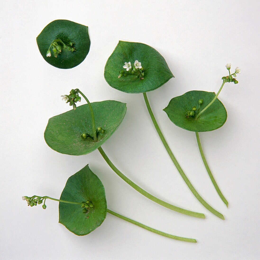 Spring beauty (Claytonia perfoliata)