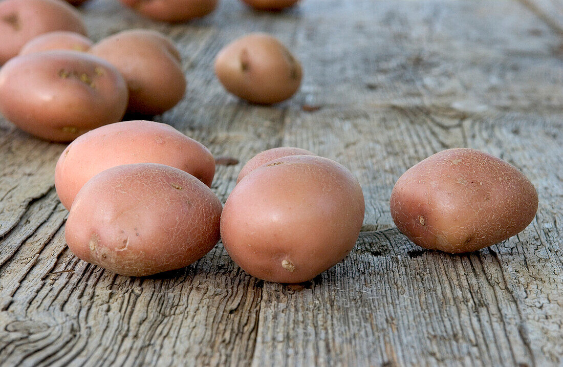 Potato 'Kerr's pink'