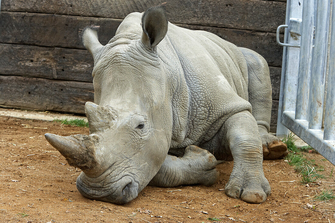 White rhinoceros lying down in pen