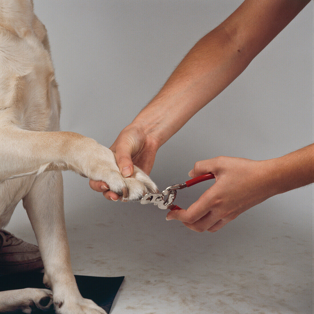 Labrador's nails being clipped with clippers