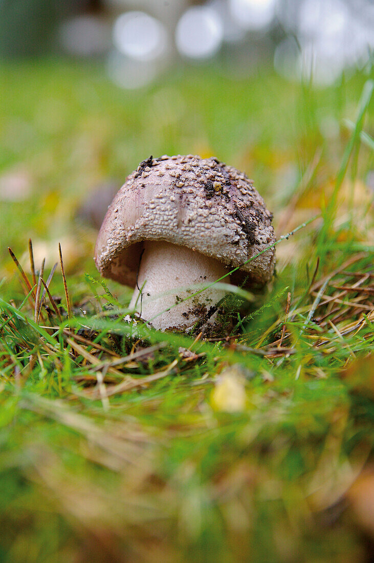 Shaggy parasol mushroom growing in grass