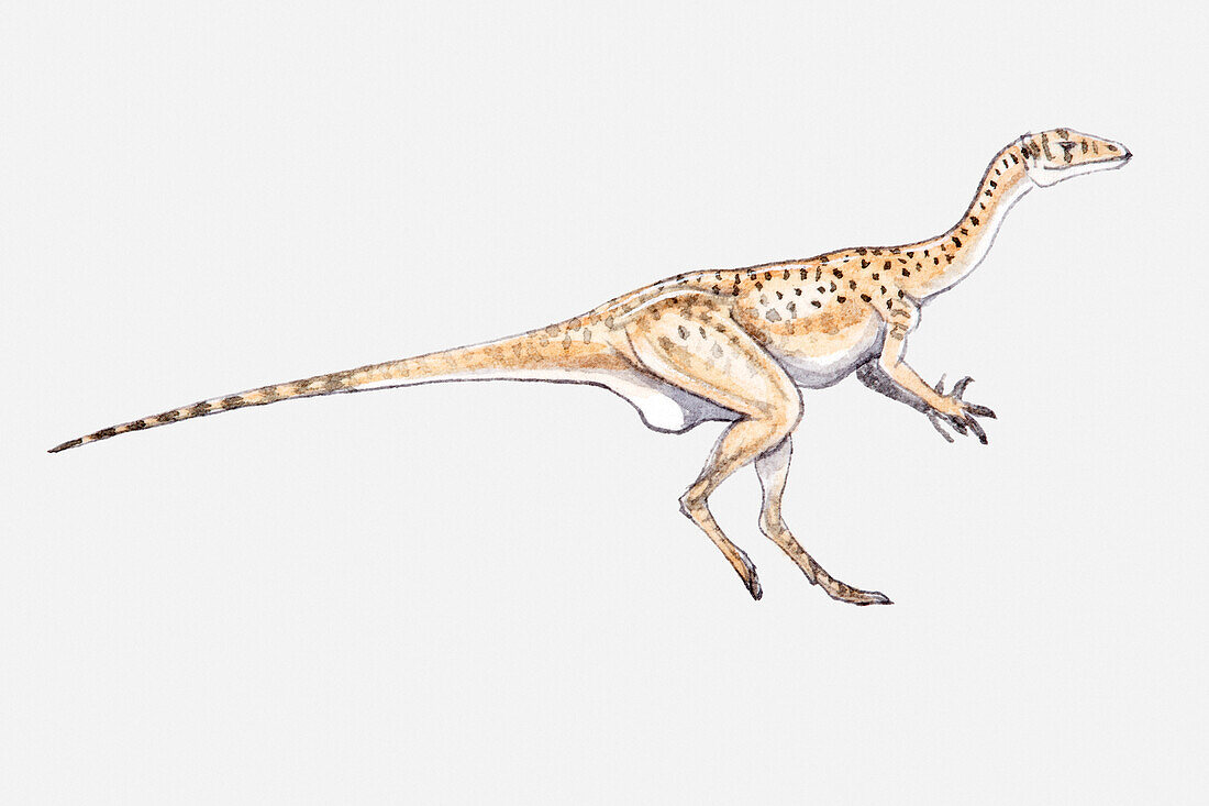 Ornithodires dinosaur, illustration