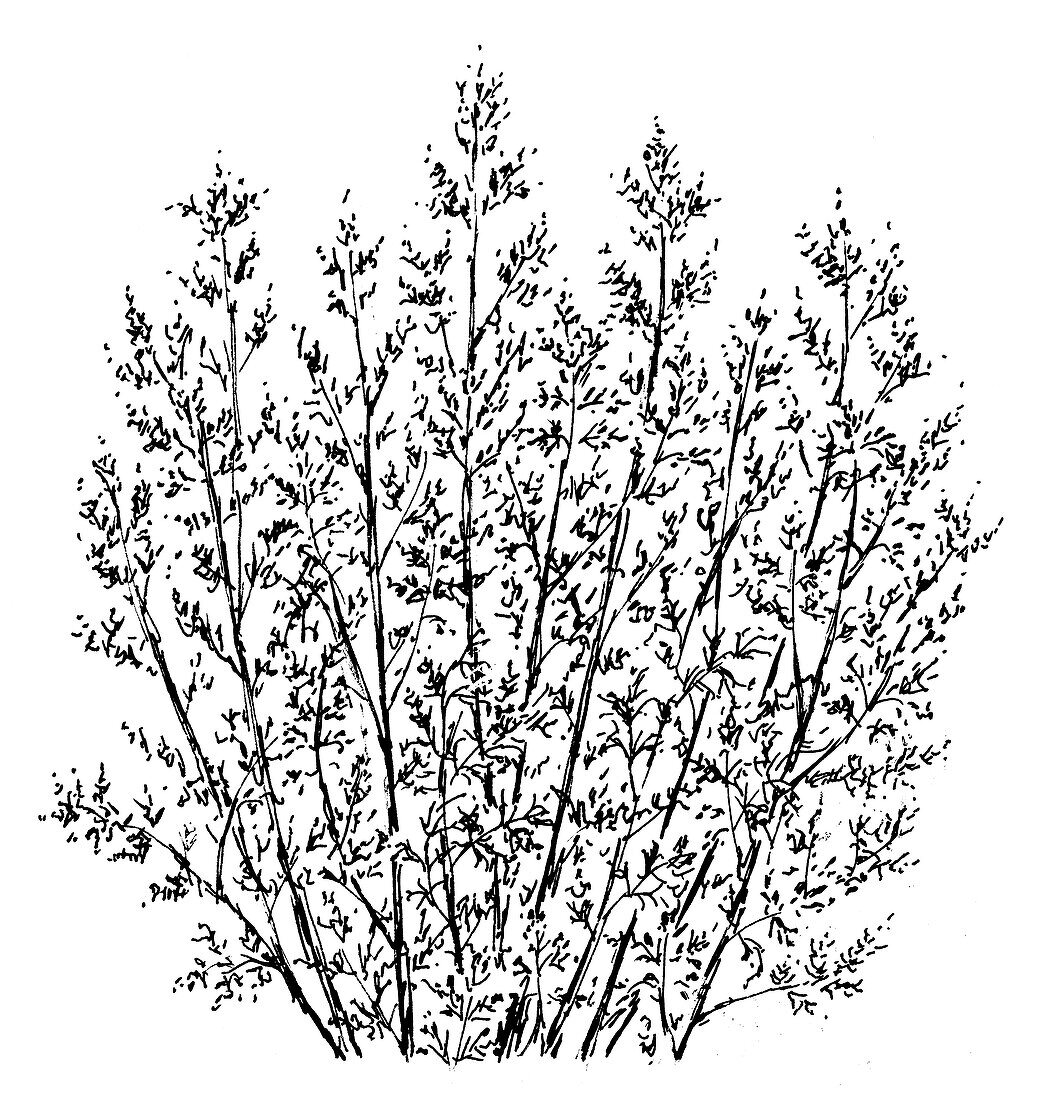 Artemisia absinthium, illustration