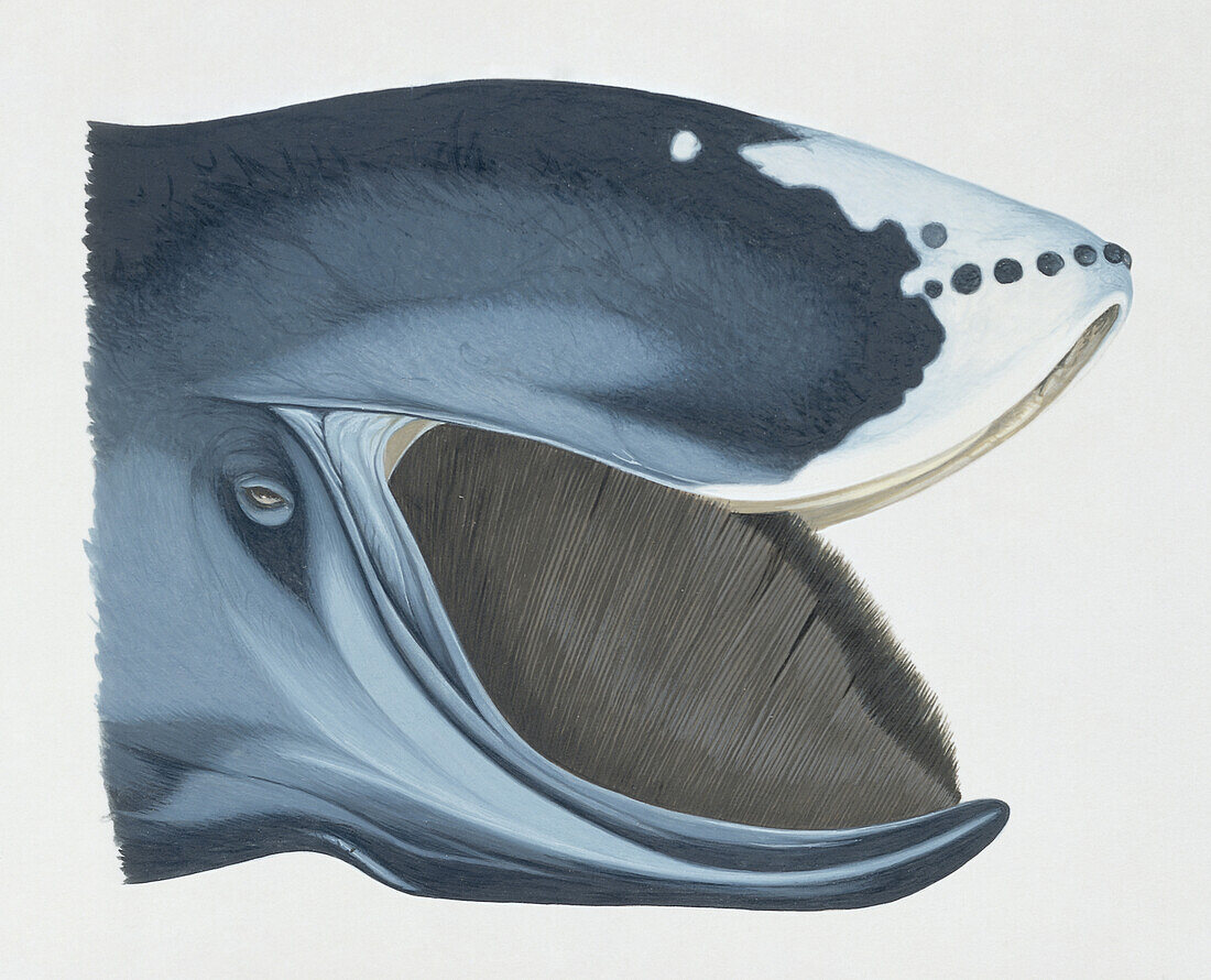 Bowhead whale with mouth open exposing baleen, illustration