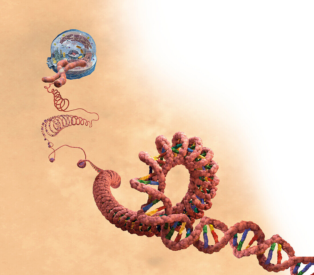 DNA , illustration