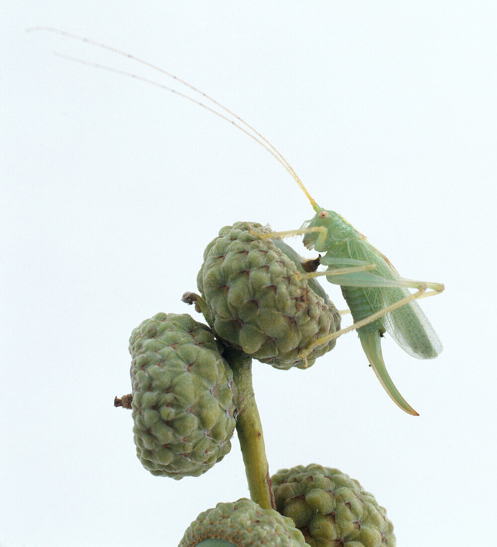 Green cricket on young acorn