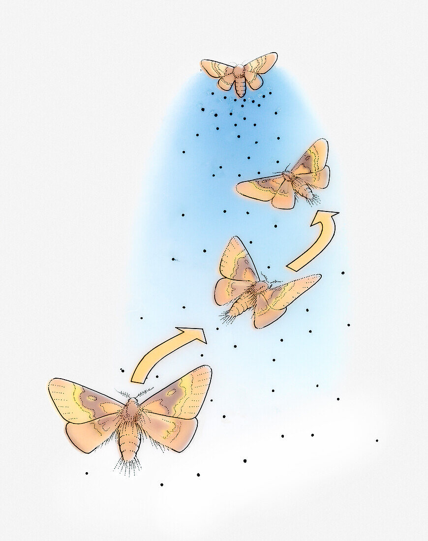 Moths shedding scales, illustration