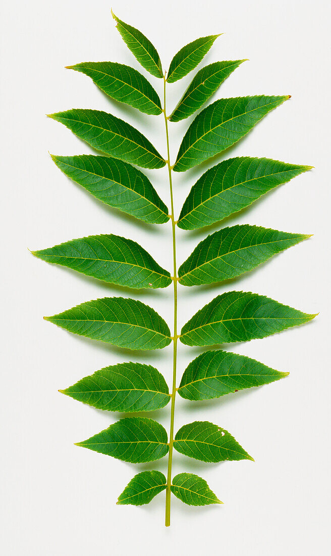 Black walnut (Juglans nigra) leaves