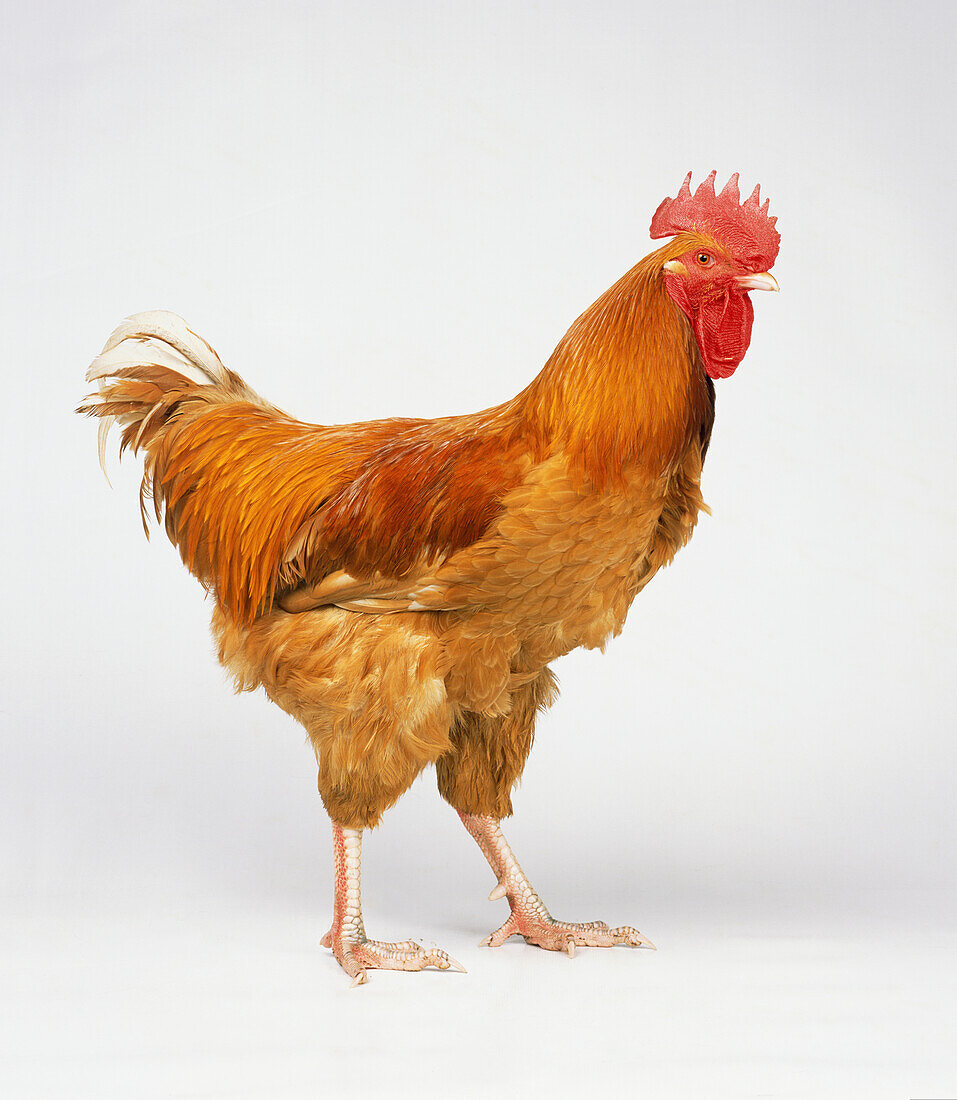 Rooster standing