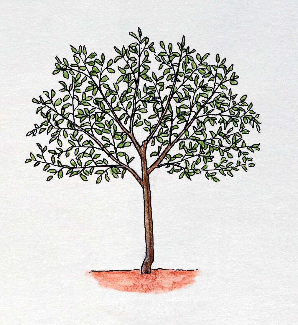 Fruit tree growing in standard shape, illustration