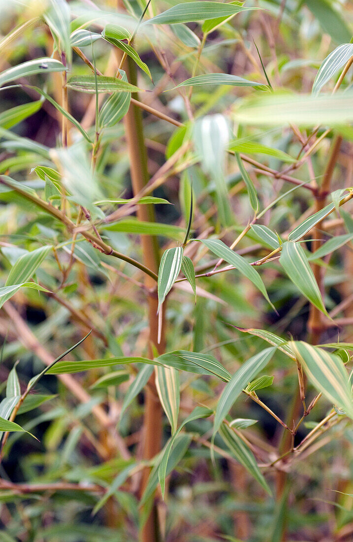 Phyllostachys bambusoides 'Castillonis Variegata' leaves
