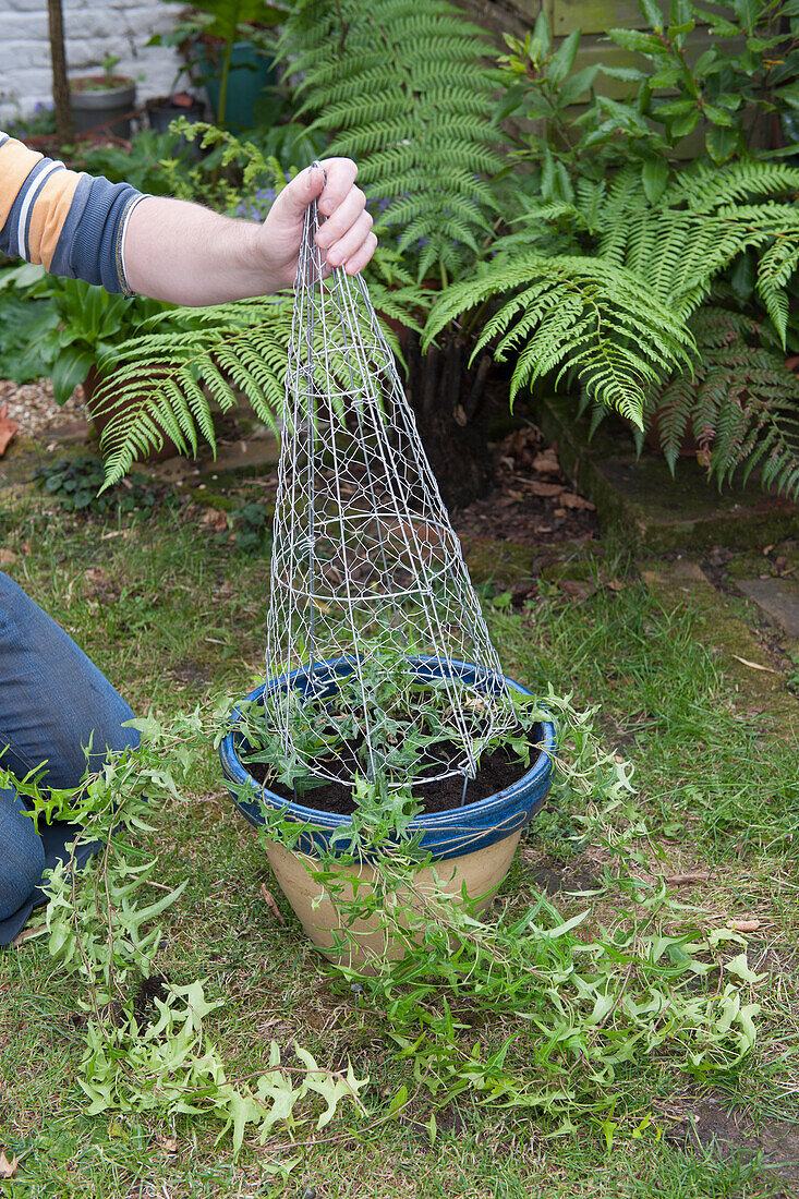 Placing topiary frame