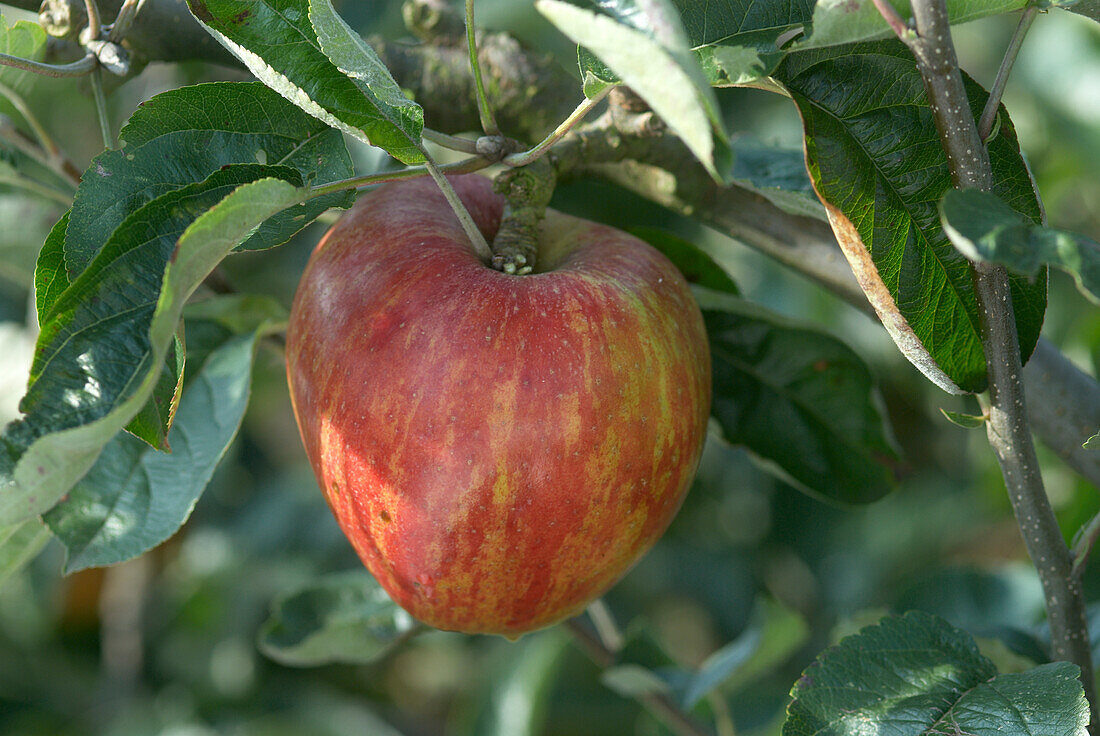 Ripe red apple on tree
