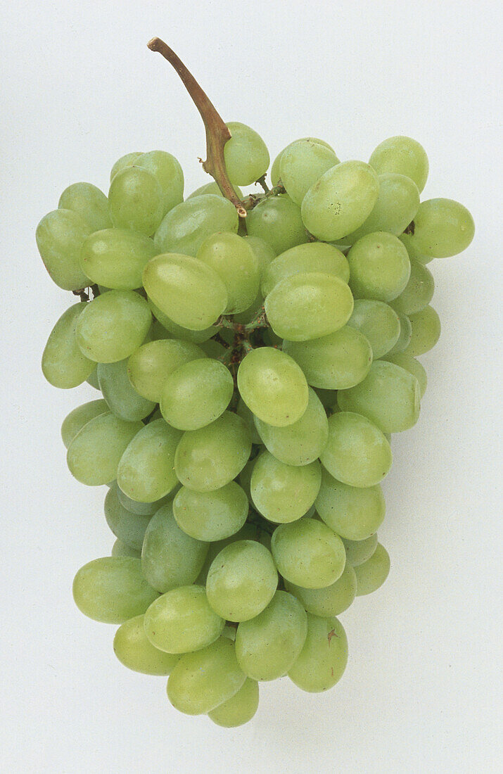 Muscatel grapes