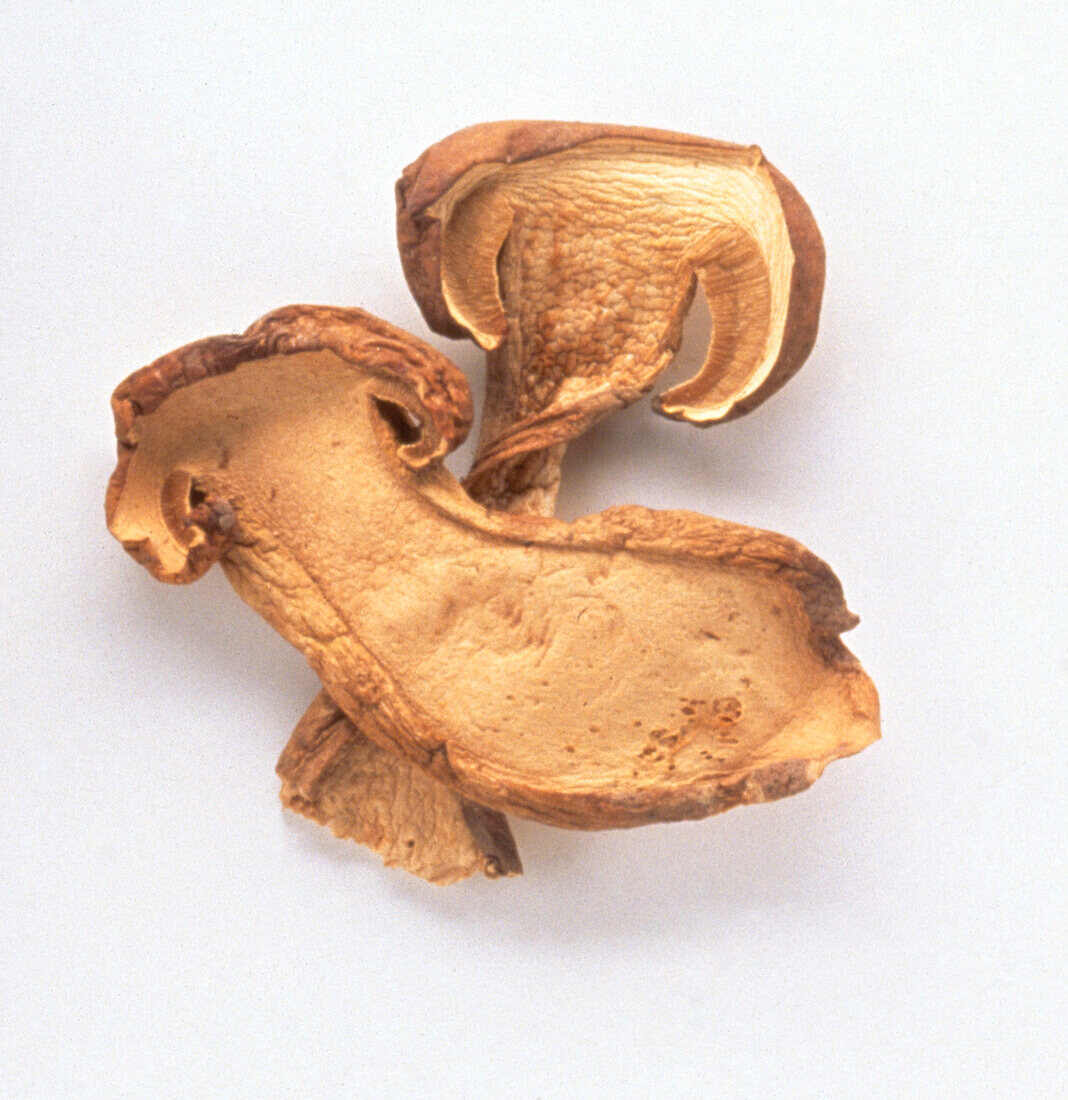 Dried porcini wild mushroom