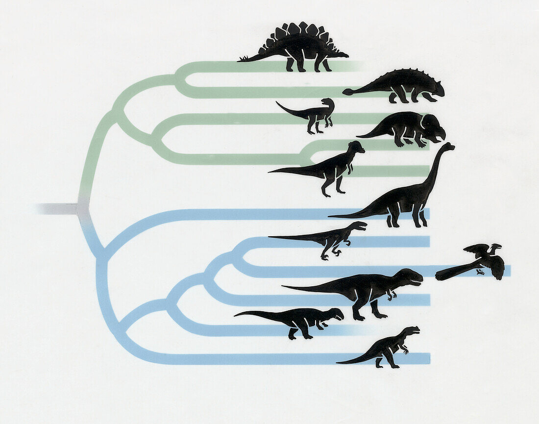 Phylogeny of dinosaurs, illustration