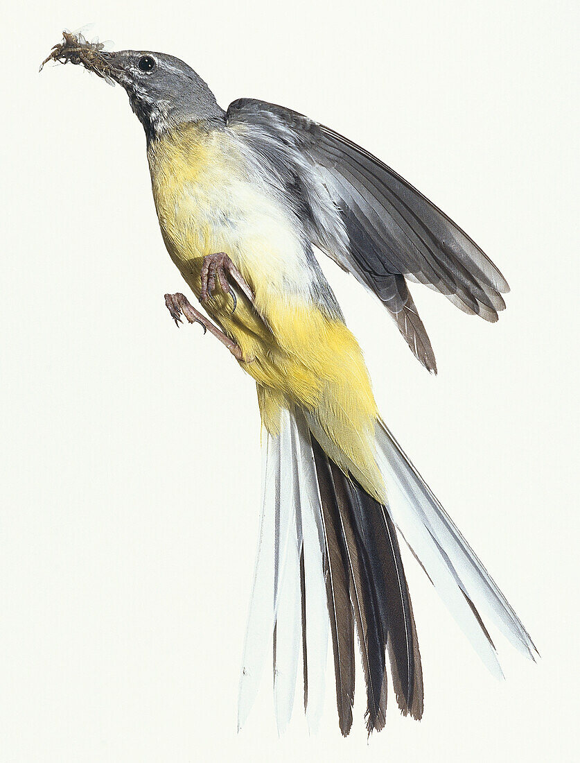 Grey wagtail in mid-flight, illustration