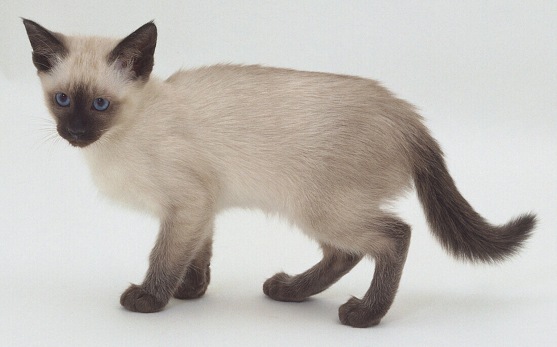 Lilac point Siamese kitten