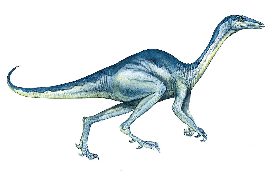 Stenonychosaurus, illustration