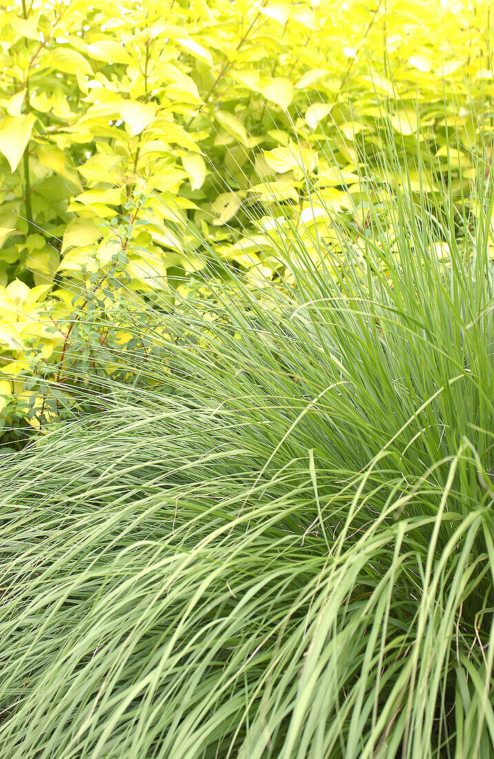 Dwarf fountain grass (Pennisetum alopecuroides)