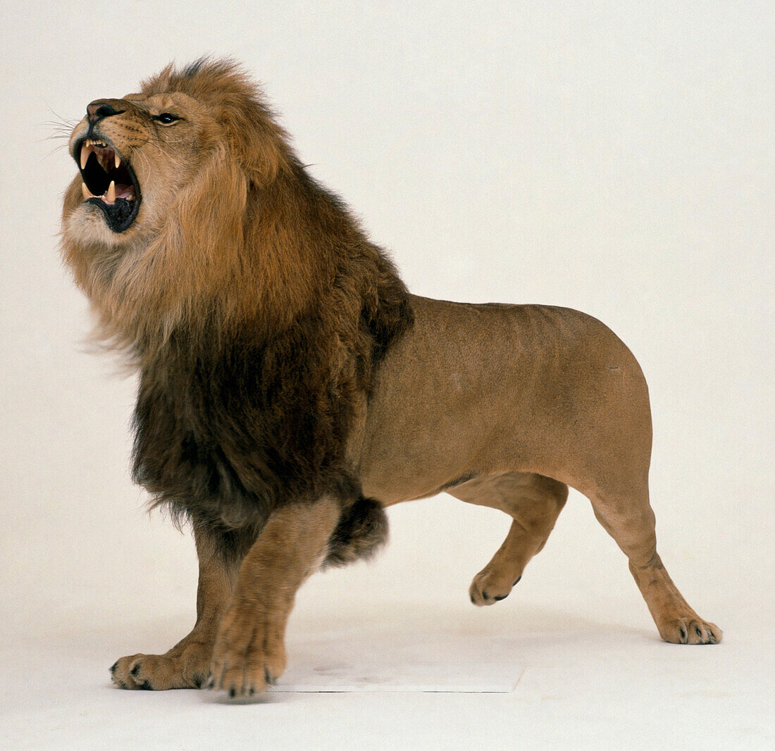 Male lion with head back roaring