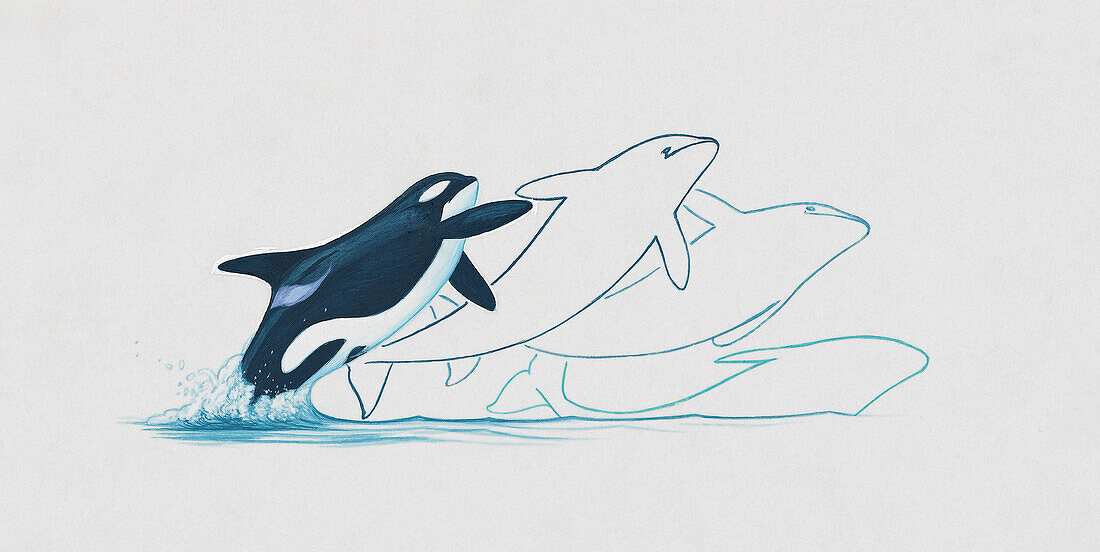 Killer whale breaching the water's surface, illustration