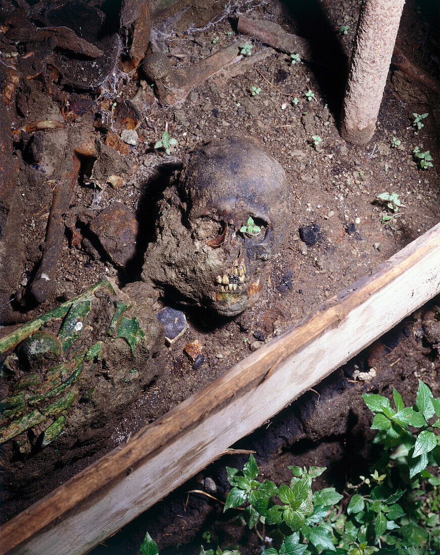Roman skull, Pompeii