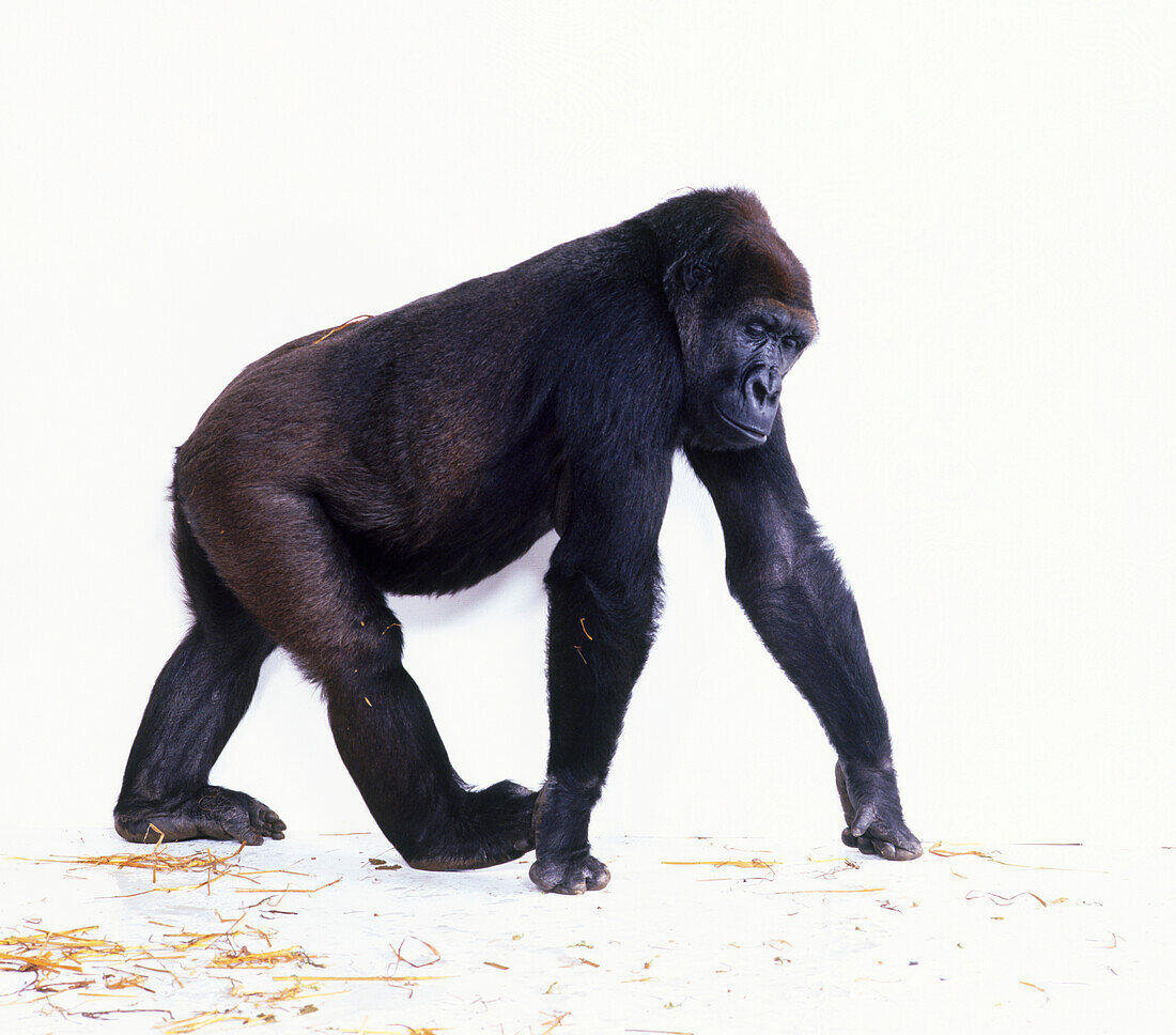 Female silverback lowland gorilla on all fours