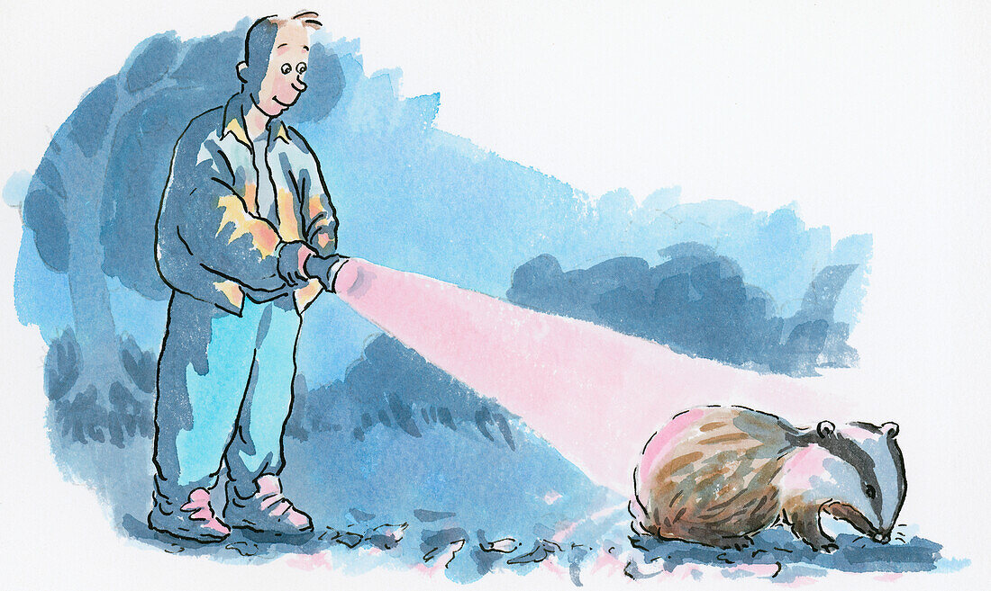 Man shining a red light over a badger, illustration