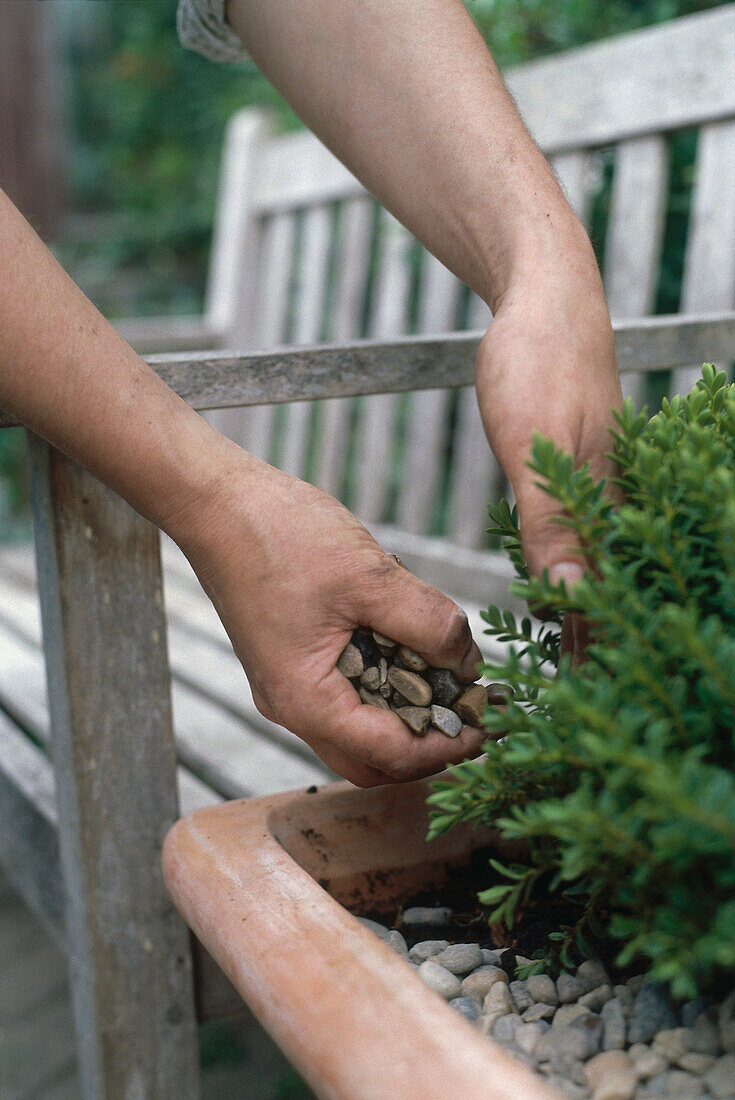 Person putting pebbles in pot with shrub in it