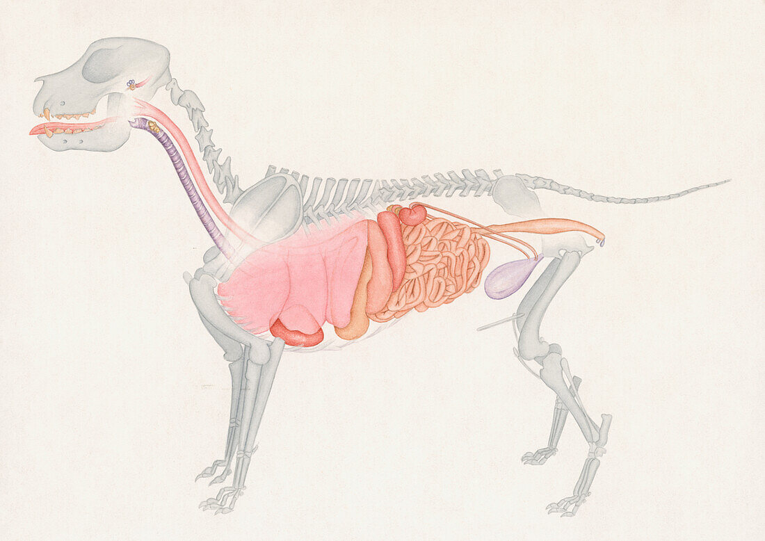 Golden retriever anatomy, illustration