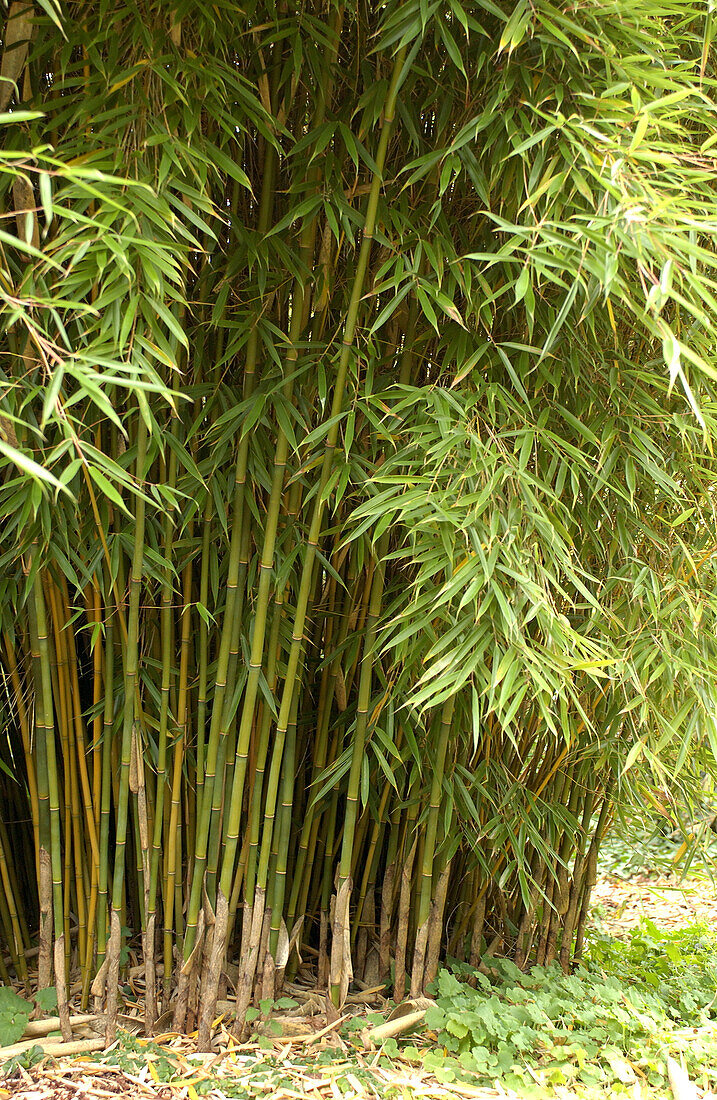 Clumping bamboo (Fargesia robusta)