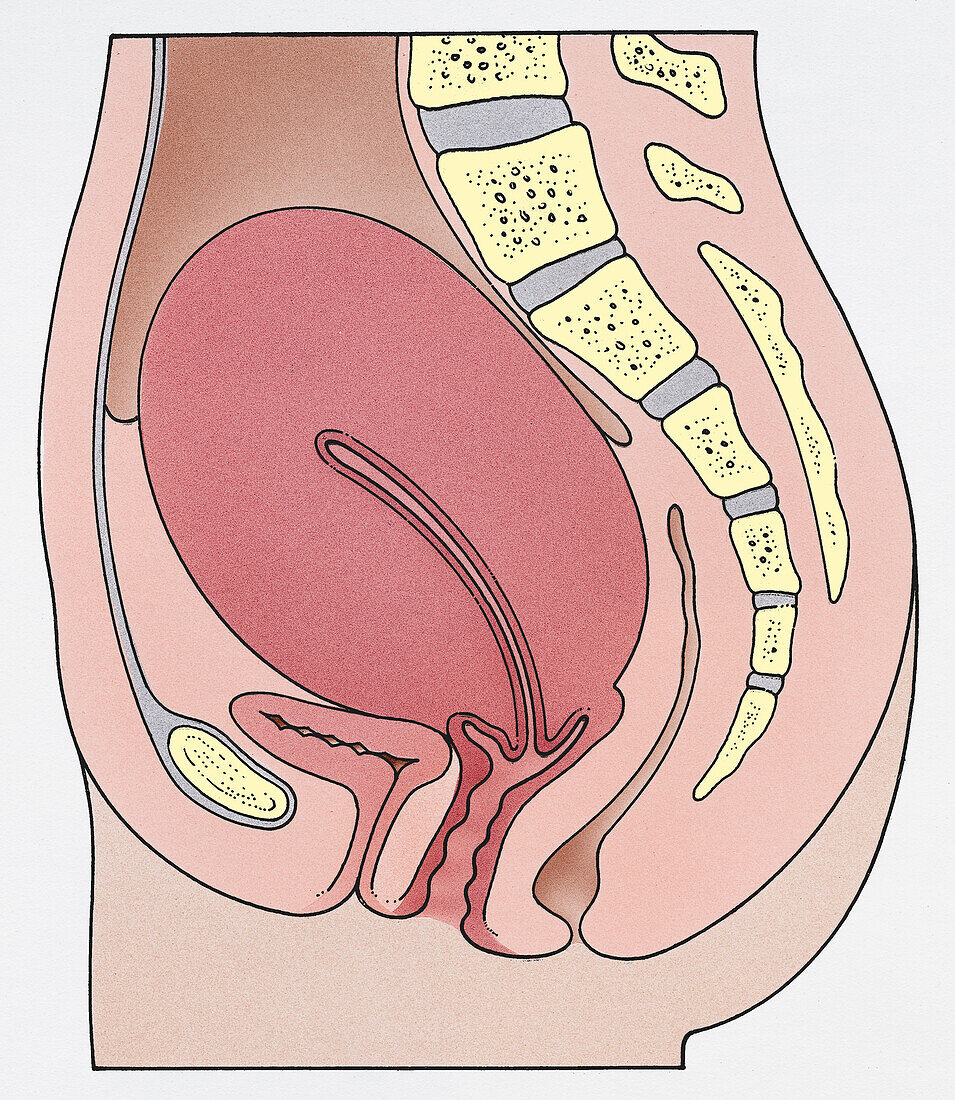 Uterus 1 week after childbirth, illustration