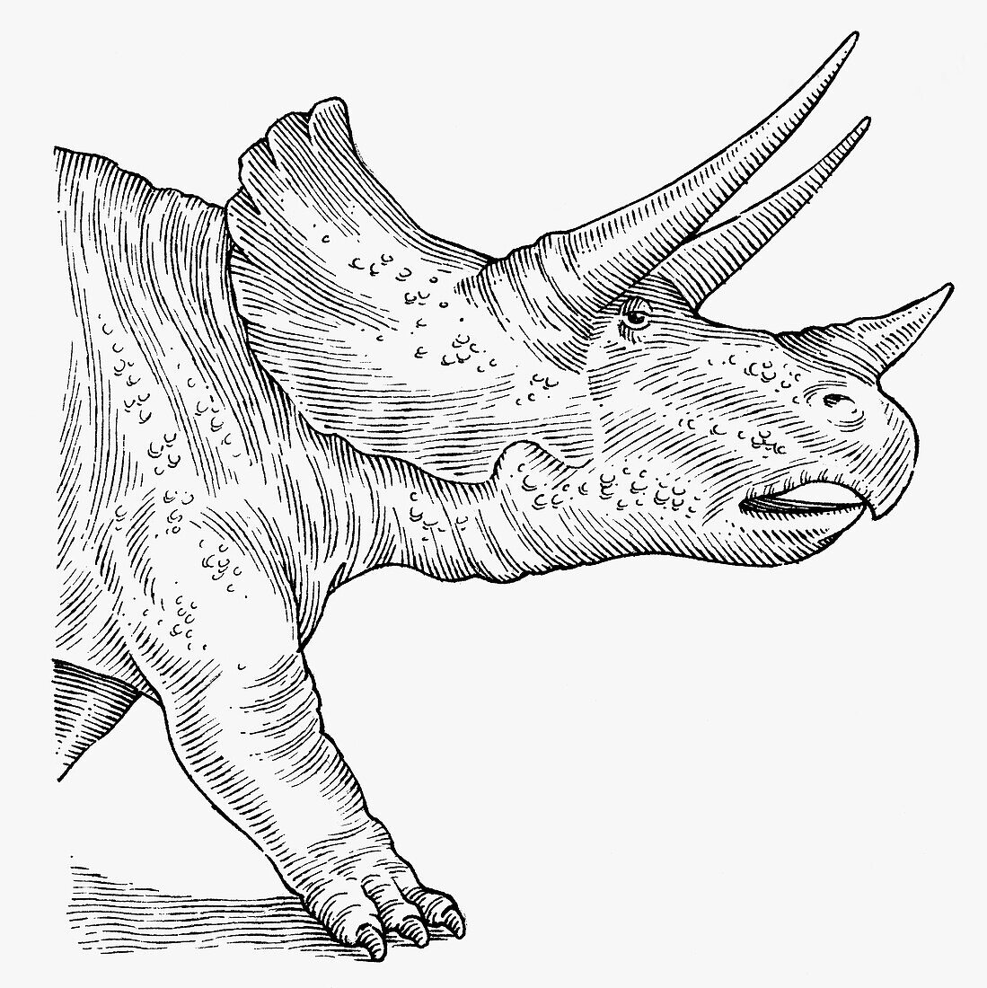 Triceratops head, illustration