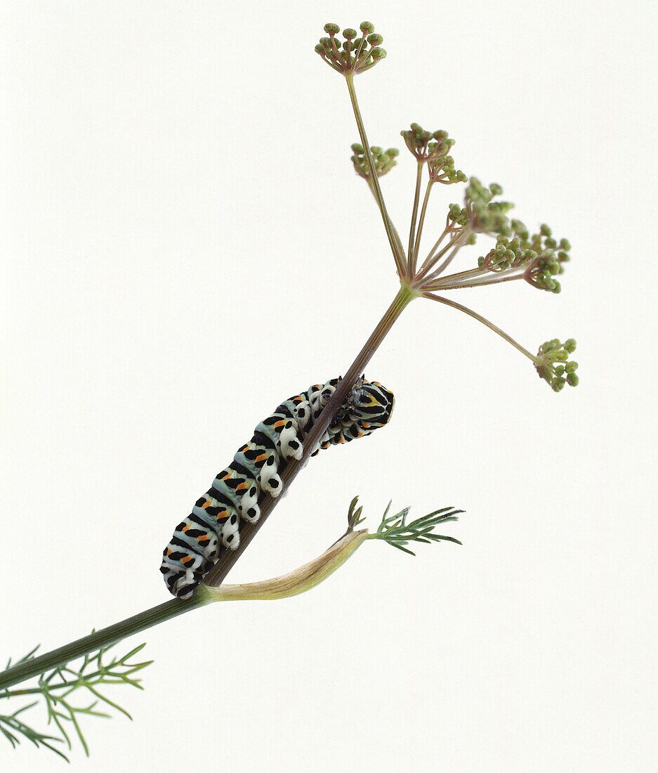 Caterpillar crawling on plant stem