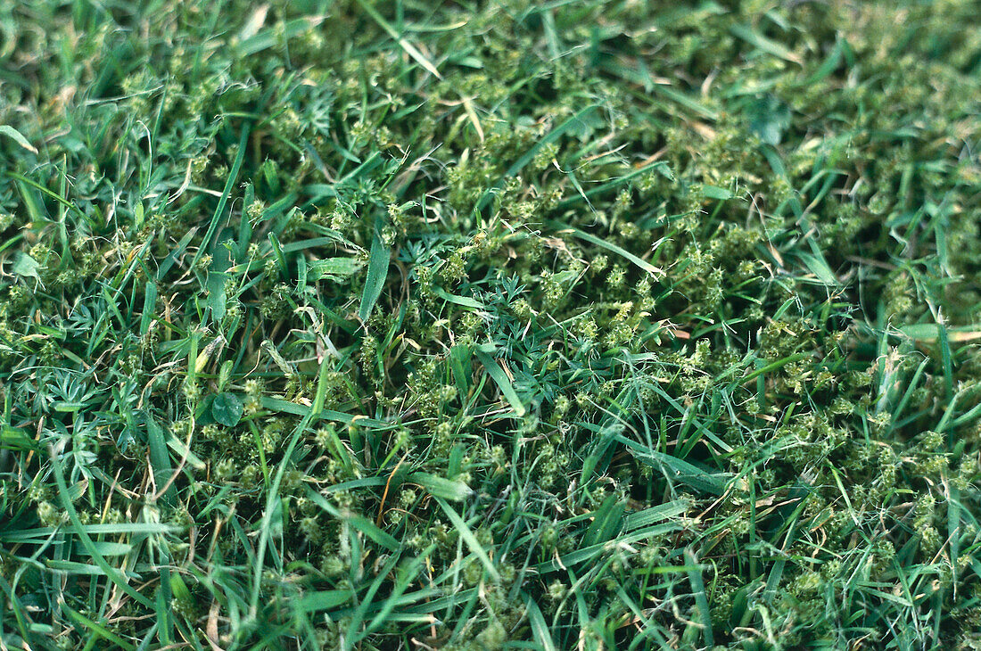 Lawn indicating poor conditions