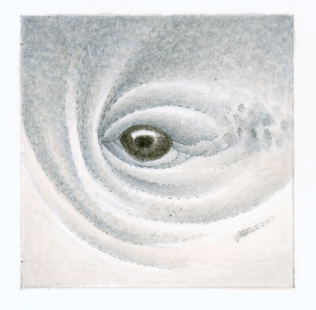 Whale's eye, illustration