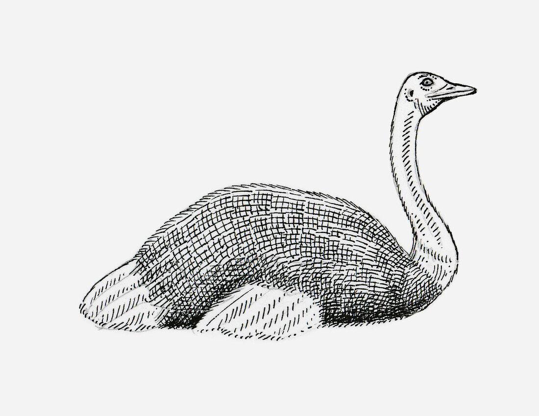 Ostrich, illustration