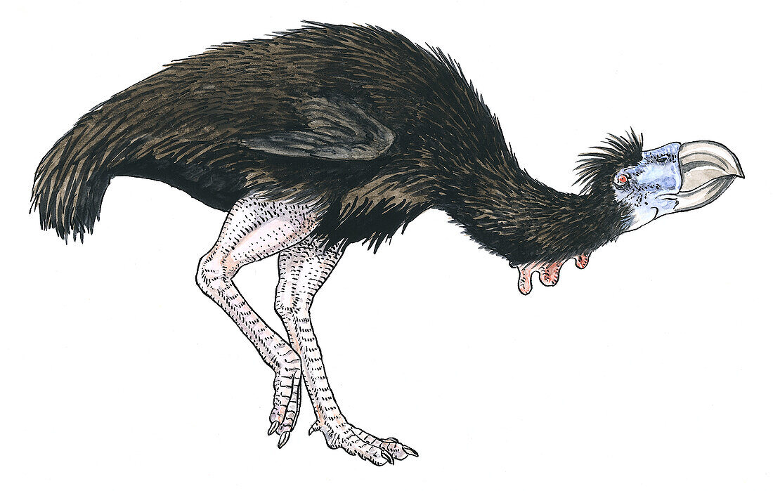 Diatryma gigantea extinct bird, illustration