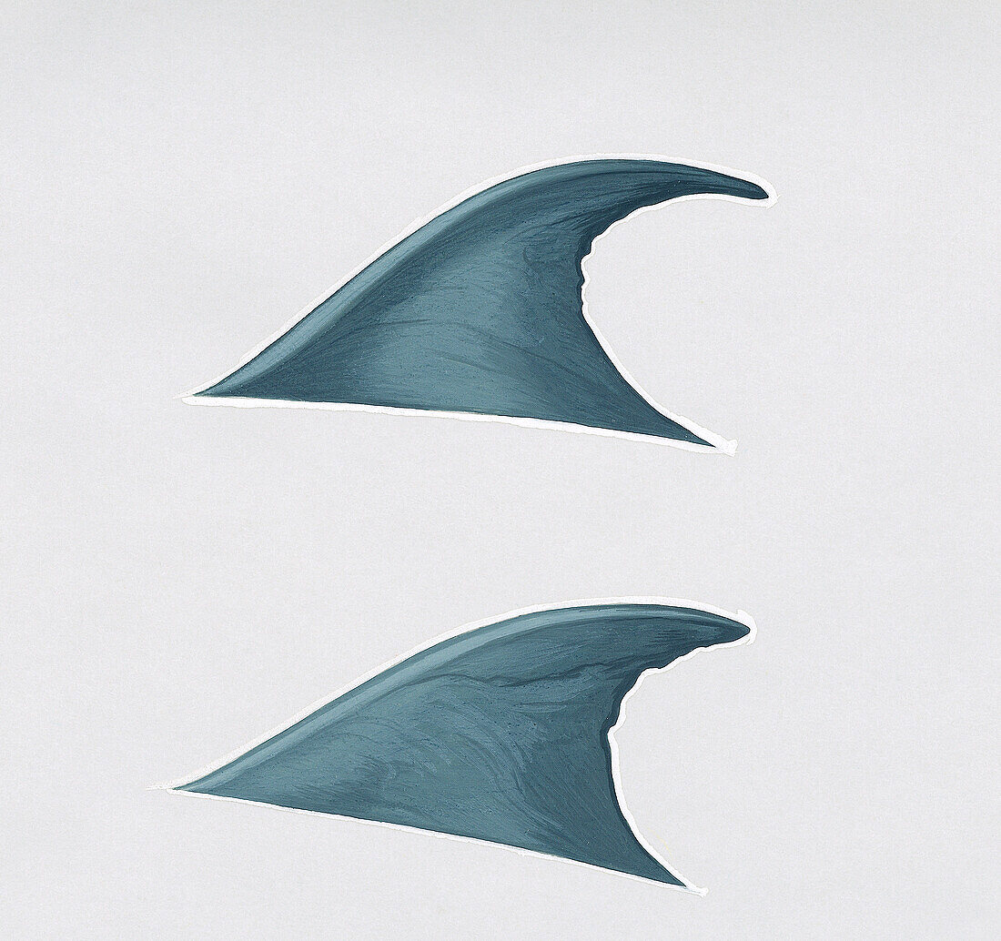 Dorsal fin from Bryde's whale, illustration