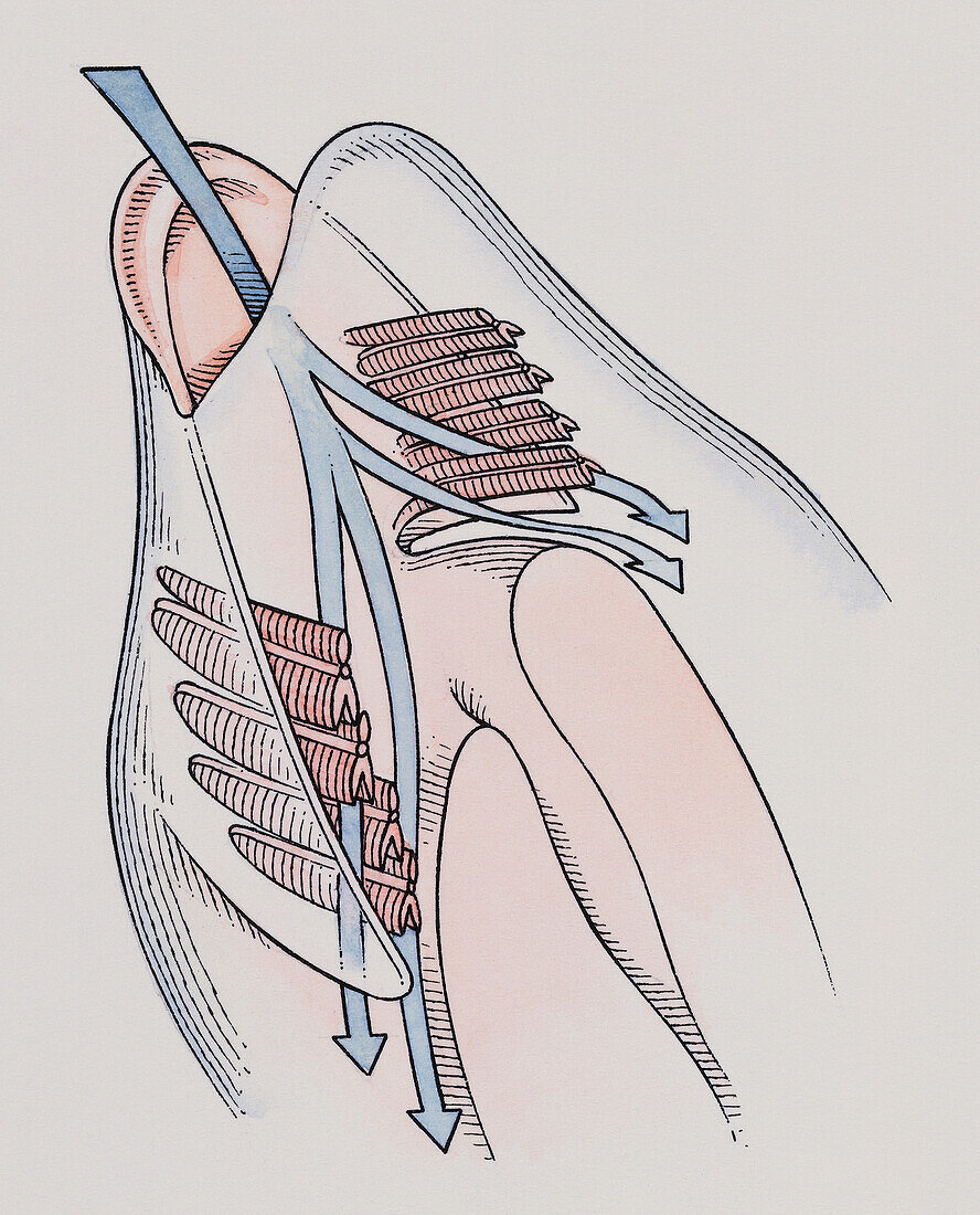 Internal anatomy of gills in bony fish, illustration