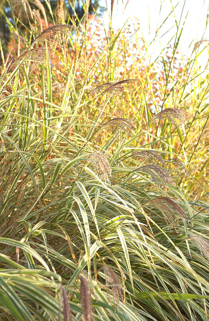 Miscanthus sinensis variegatus clump of grass