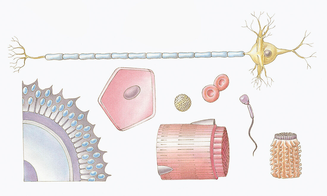 Cell types, illustration