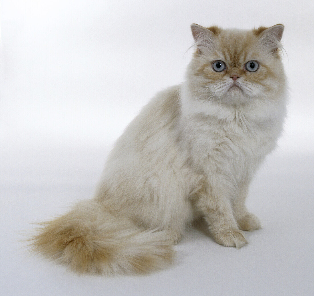 Red tabby point longhaired cat