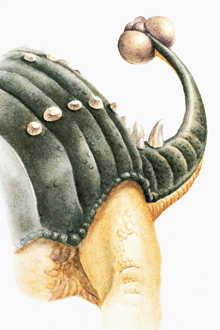 Clubbed tail of a Euoplocephalus, illustration