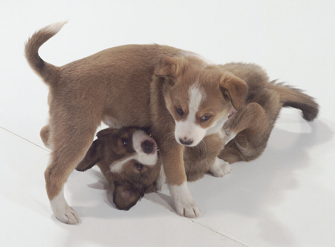 Two puppies playing